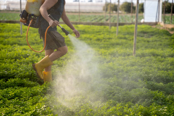 Wasp Removal Services in Leo Cedarville, IN
