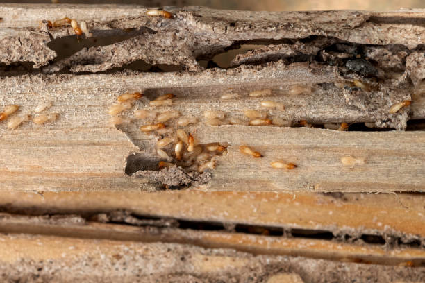 Pest Control Cost in Leo Cedarville, IN